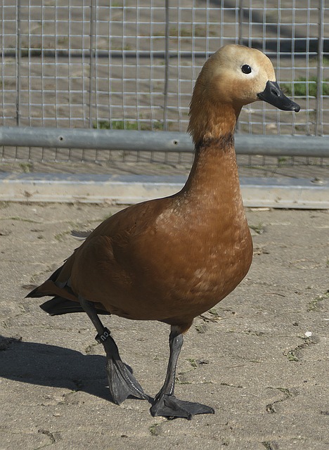 隆拿能否重