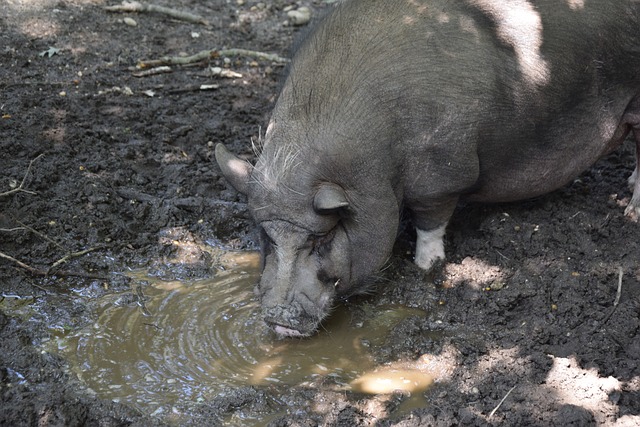 是亚蒂莫夫 是亚蒂莫夫